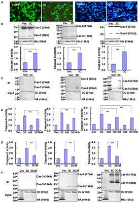 Caspase-3 Inhibition Attenuates the Cytopathic Effects of EV71 Infection